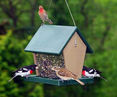 Poly outdoor hopper bird feeder.